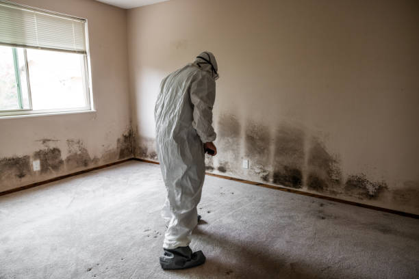 Asbestos and Lead Testing During Mold Inspection in Forsyth, MO