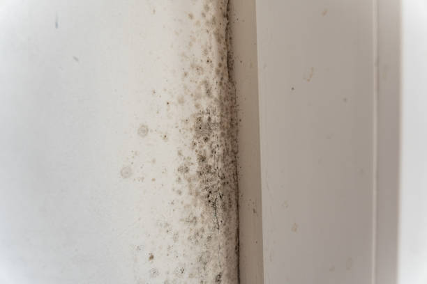 Forensic Mold Investigation in Forsyth, MO